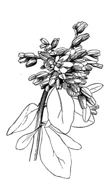 Çiçek. Bitki. Atlas Botanique, 1846, Paris 'in eski kitabı.