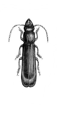 Erichson 'ın eski kitabı D' Histoire Naturelle 'de uzun bacakları ve antenleri olan büyük bir böcek, 1847, Pari