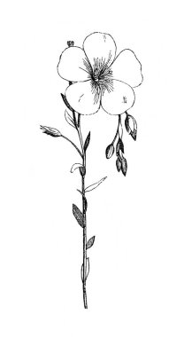 Yün. Tigo çiçeği. Atlas Botanique, 1846, Paris 'in eski kitabı.