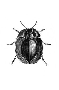 Erichson 'ın eski kitabı D' Histoire Naturelle 'deki büyük yuvarlak böcek, 1847, Paris