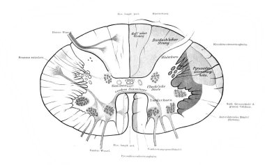 Eski Atlas der Anatomie kitabında omurilik bölümü. Yazan Fischer, 1894, Jena.