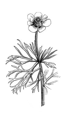 Yaz tatilinde. Atlas Botanique, 1846, Paris 'in eski kitabı.