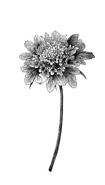 Mor uyuz, çiçekli kafa. Atlas Botanique, 1846, Paris 'in eski kitabı.