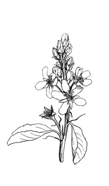  Çiçek açan dal. Atlas Botanique, 1846, Paris 'in eski kitabı.