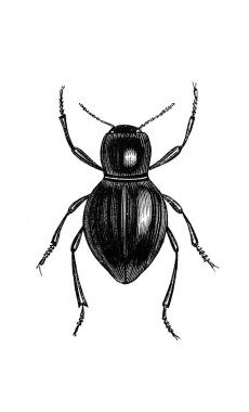 Erichson 'ın eski kitabı D' Histoire Naturelle 'de büyük bir karnı olan büyük böcek, 1847, Paris