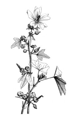 Orman sakızı. Atlas Botanique, 1846, Paris 'in eski kitabı.