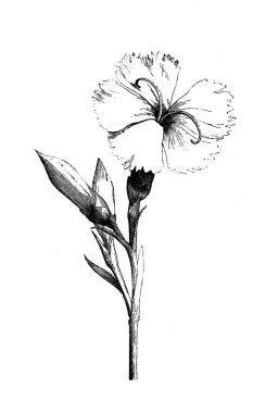 Dianthus duvar çiçeği. Atlas Botanique, 1846, Paris 'in eski kitabı.