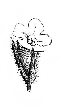 Lycopsis. Eğri çiçek tüpü. Atlas Botanique, 1846, Paris 'in eski kitabı.