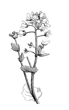 Cochlearia, çiçekli dal. Atlas Botanique, 1846, Paris 'in eski kitabı.