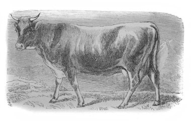 Alexandrowiecz, 1890, Warsawa 'dan Ansiklopedi Rolnicza' daki Allgau ineği.