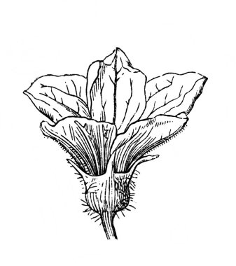 Kavun. Çiçek. Atlas Botanique, 1846, Paris 'in eski kitabı.