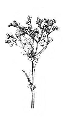 Spiraea filipendula. Çiçekli üst. Atlas Botanique, 1846, Paris 'in eski kitabı.