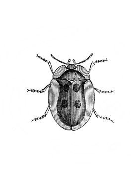 Erichson 'ın eski kitabı D' Histoire Naturelle 'de azimli bacaklı küçük bir böcek, 1847, Paris