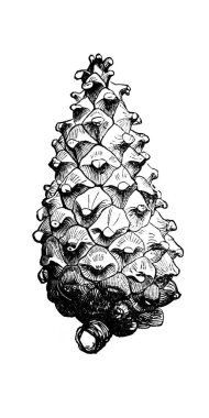 Çam, meyve. Atlas Botanique, 1846, Paris 'in eski kitabı.