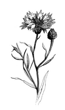 Çiçek. Atlas Botanique, 1846, Paris 'in eski kitabı.