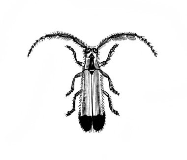 Erichson 'ın eski kitabı D' Histoire Naturelle 'deki uzun böcek, 1847, Paris