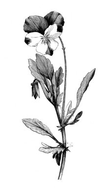 Düşünce. Atlas Botanique, 1846, Paris, Maout 'un eski kitabının çiçek açan dalı.