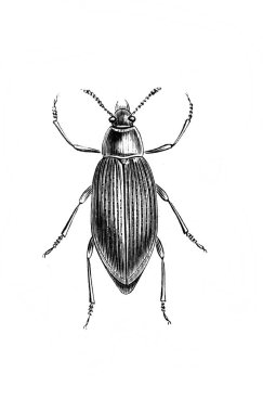 Erichson 'ın eski kitabı D' Histoire Naturelle 'de uzun bacakları ve antenleri olan büyük bir böcek, 1847, Pari