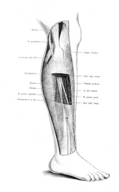 Shin dışarıda, Atlas der Anatomie 'nin eski kitabında Fischer, 1894, Jena