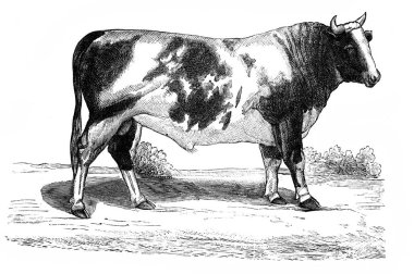 Ayrshire boğası Ansiklopedi Rolnicza Yazan Alexandrowiecz, 1890, Warsawa