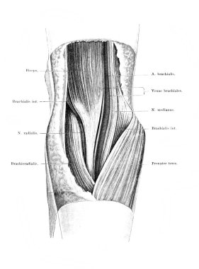 Fischer 'ın eski kitabı Atlas der Anatomie' deki kolun damarları ve kasları, Jena