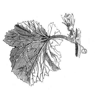 Melon. Leaves with palmate veins Plant in the old book Atlas Botanique by Maout, 1846, Paris clipart