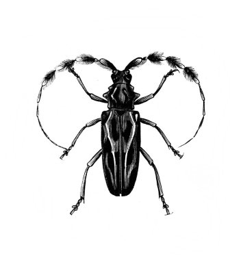 Erichson 'ın eski kitabı D' Histoire Naturelle 'deki uzun antenli böcek, 1847, Pari