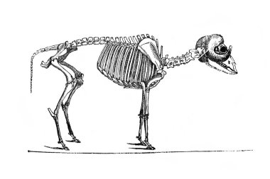 Alexandrowiecz, 1890, Warsawa 'dan Ansiklopedi Rolnicza' nın eski kitabındaki koyun iskeleti.