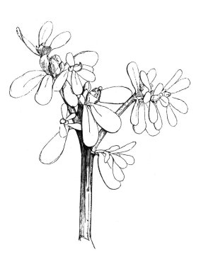 Sebze çorbası. Atlas Botanique, 1846, Paris 'in eski kitabı.