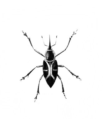 Erichson 'ın eski kitabı D' Histoire Naturelle 'de uzun bacakları ve antenleri olan büyük bir böcek, 1847, Pari