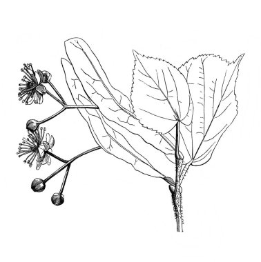 Linden. Çiçek açan dal. Atlas Botanique, 1846, Paris 'in eski kitabı.