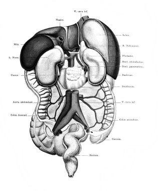 Fischer 'ın eski kitabı Atlas der Anatomie' deki abdominal organların yeri, 1894, Jena