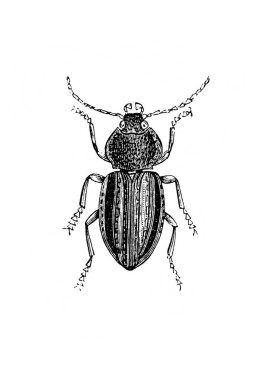 Erichson 'ın eski kitabı D' Histoire Naturelle 'de uzun antenli uzun böcek, 1847, Paris