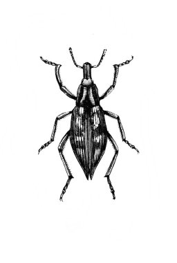 Erichson 'ın eski kitabı D' Histoire Naturelle 'de uzun bacakları ve antenleri olan büyük bir böcek, 1847, Pari