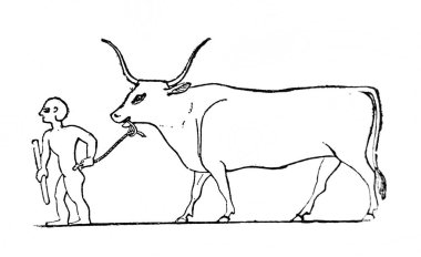 Fillion 'un eski kitabı Atlas de la Bible' daki Mısır çoban köpeği karikatürü, 1883, Paris