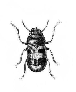 Erichson 'ın D' Histoire Naturelle adlı eski kitabında uzun bacaklı böcek, 1847, Paris