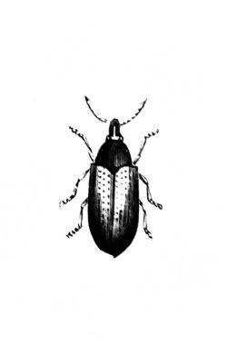 Erichson 'ın eski kitabı D' Histoire Naturelle 'deki uzun antenli böcek, 1847, Paris