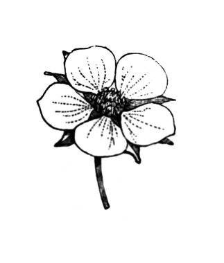 Çilek ağacı. Çiçek. Atlas Botanique, 1846, Paris 'in eski kitabı.