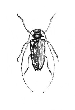 Erichson 'ın eski kitabı D' Histoire Naturelle 'deki uzun antenli böcek, 1847, Pari