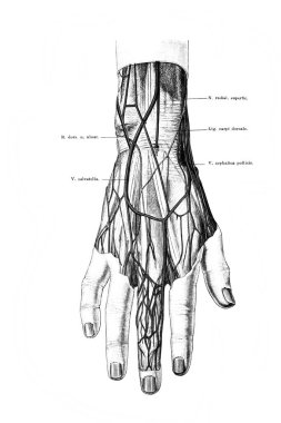 Fischer 'ın eski kitabı Atlas der Anatomie' deki elin dorsum damarları ve sinirleri, 1894, Jena