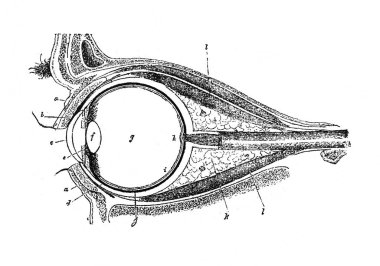 Orgelbrand 'dan Ansiklopedi Medycyny' nin eski kitabındaki göz yapısı. 17, 1890, Warszawa