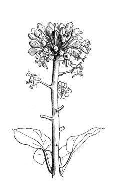 Yaygın sarmaşık. Atlas Botanique, 1846, Paris 'in eski kitabı.