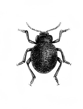 Erichson 'ın eski kitabı D' Histoire Naturelle 'deki küçük böcek, 1847, Paris