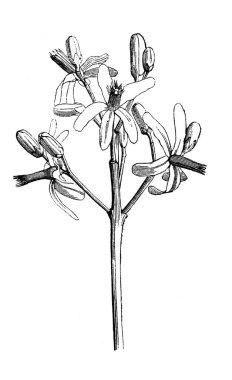 Melia Azedarach. Çiçekler. Atlas Botanique, 1846, Paris 'in eski kitabı.