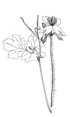 Celandine. Çiçek açan dal. Atlas Botanique, 1846, Paris 'in eski kitabı.
