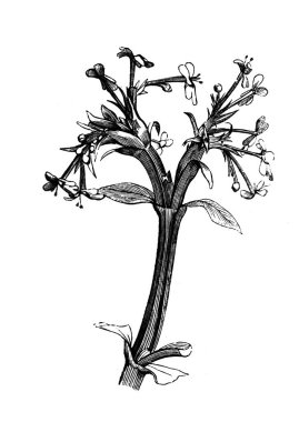 Fedia cornucopia. Atlas Botanique, 1846, Paris 'in eski kitabı.