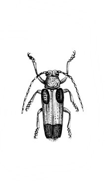 Erichson 'ın eski kitabı D' Histoire Naturelle 'de uzun bacakları ve antenleri olan büyük bir böcek, 1847, Pari