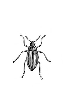 Erichson 'ın eski kitabı D' Histoire Naturelle 'de bacakları olan küçük böcek, 1847, Paris