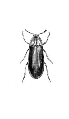 Erichson 'ın eski kitabı D' Histoire Naturelle 'de uzun bacaklı küçük bir böcek, 1847, Paris