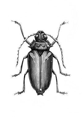 Erichson 'ın eski kitabı D' Histoire Naturelle 'deki uzun antenli böcek, 1847, Pari